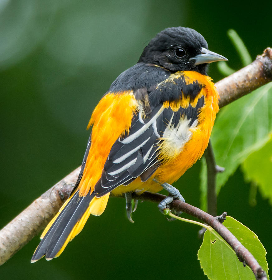 Baltimore Oriole Photograph by Richard Kitchen - Fine Art America