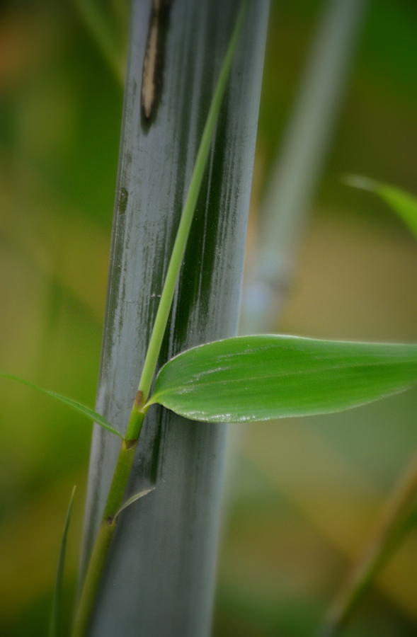 Bamboo Cane and  Leaf #1 Photograph by Nathan Abbott