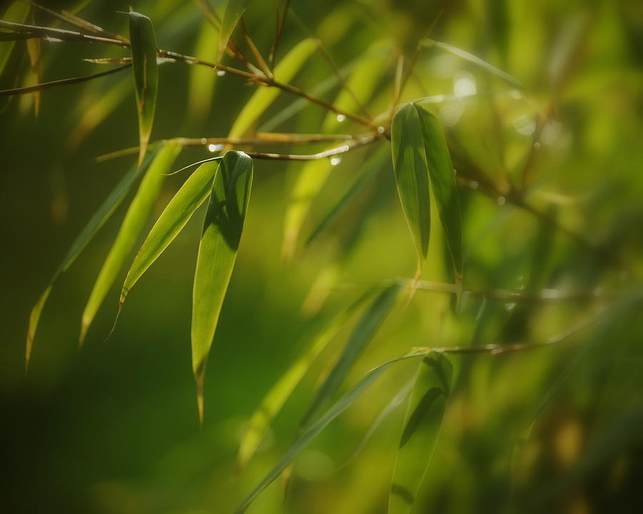 Bamboo Foliage #1 Photograph by Nathan Abbott