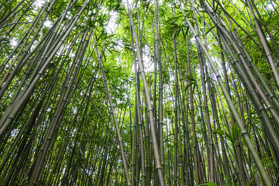 Bamboo Forest in Maui Hawaii #1 Photograph by Brandon Bourdages