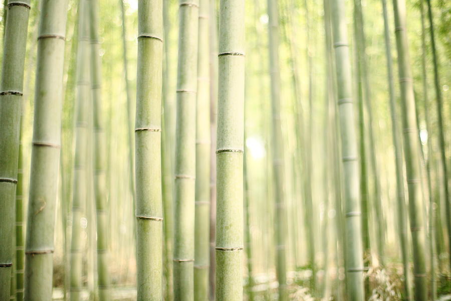 Bamboo Forest #1 Photograph by Kanekodaidesignoffice Caramel
