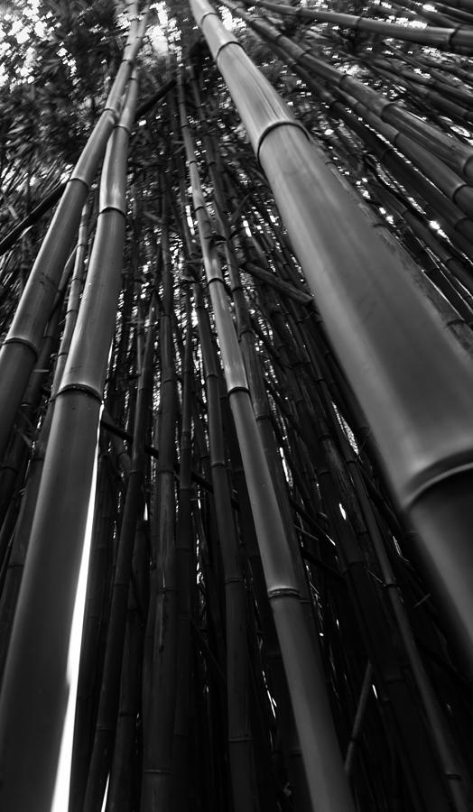 Bamboo Forest Photograph by Russell Mann - Fine Art America