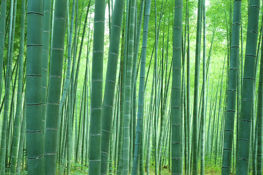 Bamboo Forest, Sagano, Kyoto, Japan #1 Photograph by Panoramic Images
