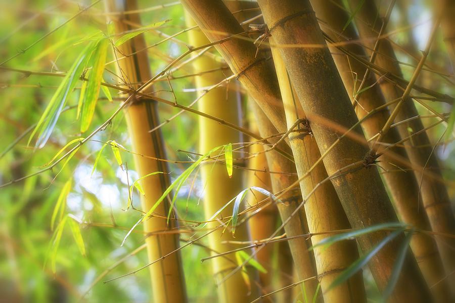 Bamboo Gold #2 Photograph by Jade Moon 