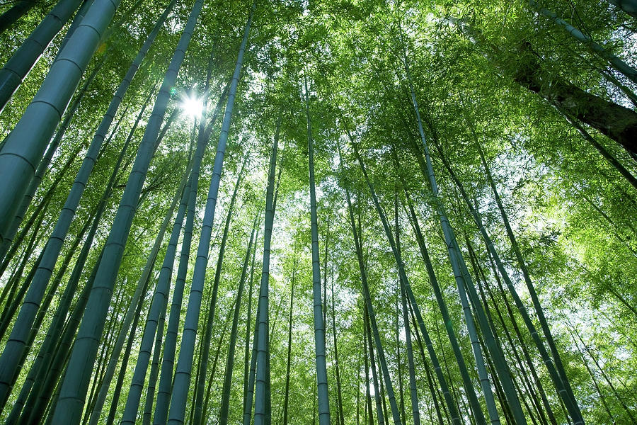 Bamboo Grove #1 Photograph by Yuji Kotani