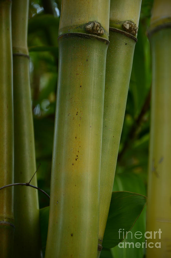 Bamboo II #1 Photograph by Robert Meanor