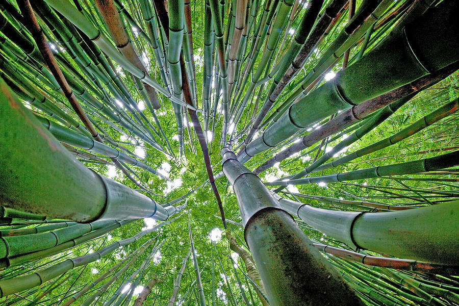 Bamboo #1 Photograph by James Roemmling