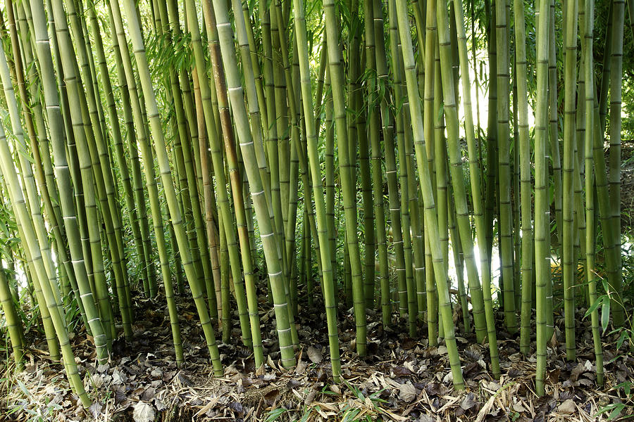 Bamboo #1 Photograph by Les Cunliffe