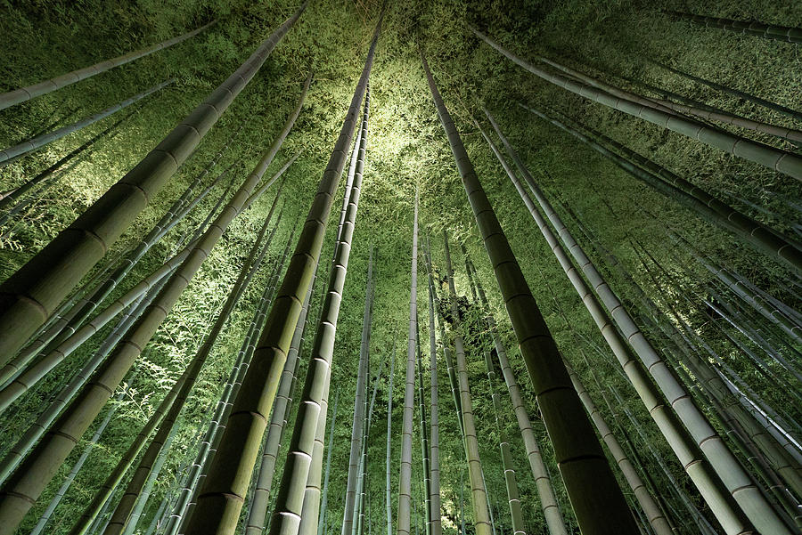 Tree Photograph - Bamboo Night #1 by Takeshi Marumoto