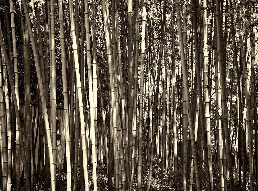 Bamboo #2 Photograph by Robert Knight