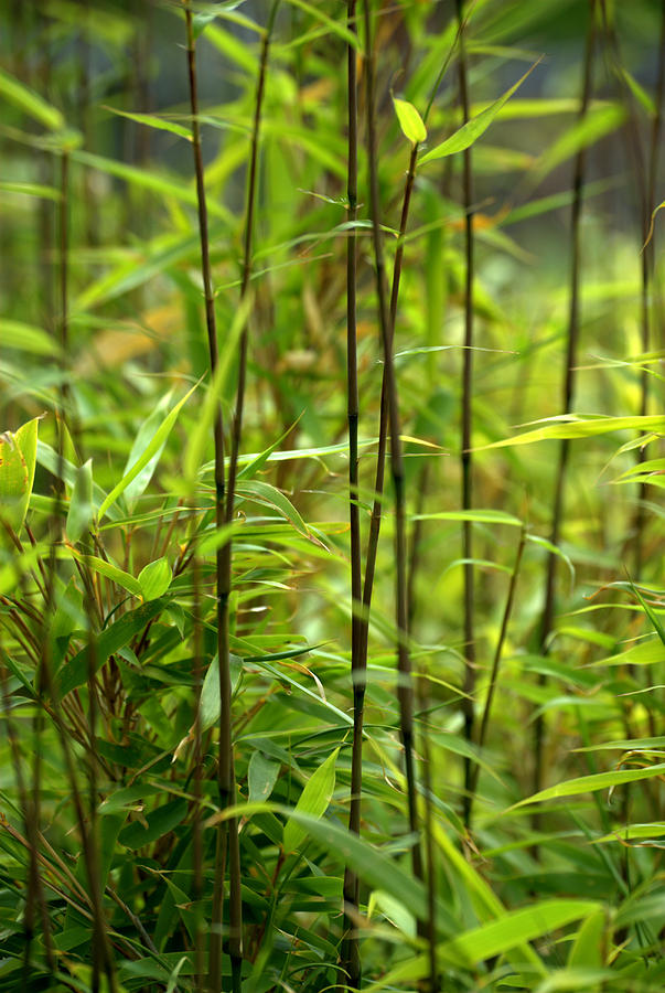 Bamboo Shoots #1 Photograph by Nathan Abbott