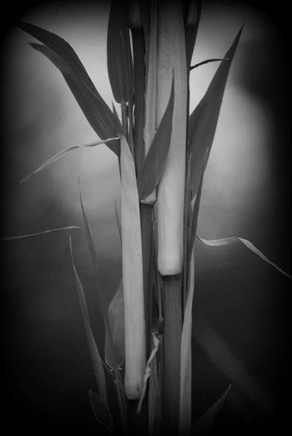 Bamboo Thamnocalamus tessalatus #1 Photograph by Nathan Abbott