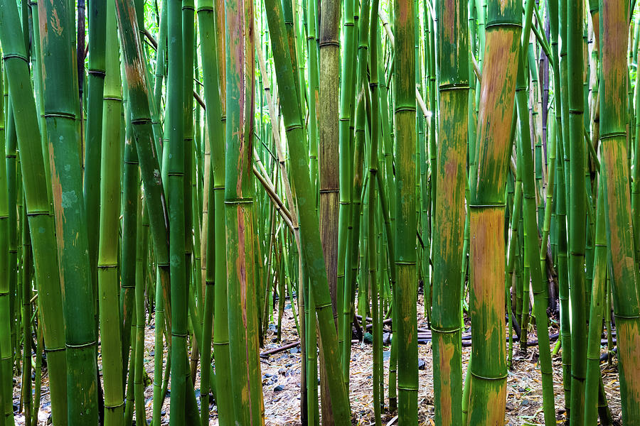 Bamboo Trees, Maui, Hawaii, Usa #1 Photograph by Panoramic Images