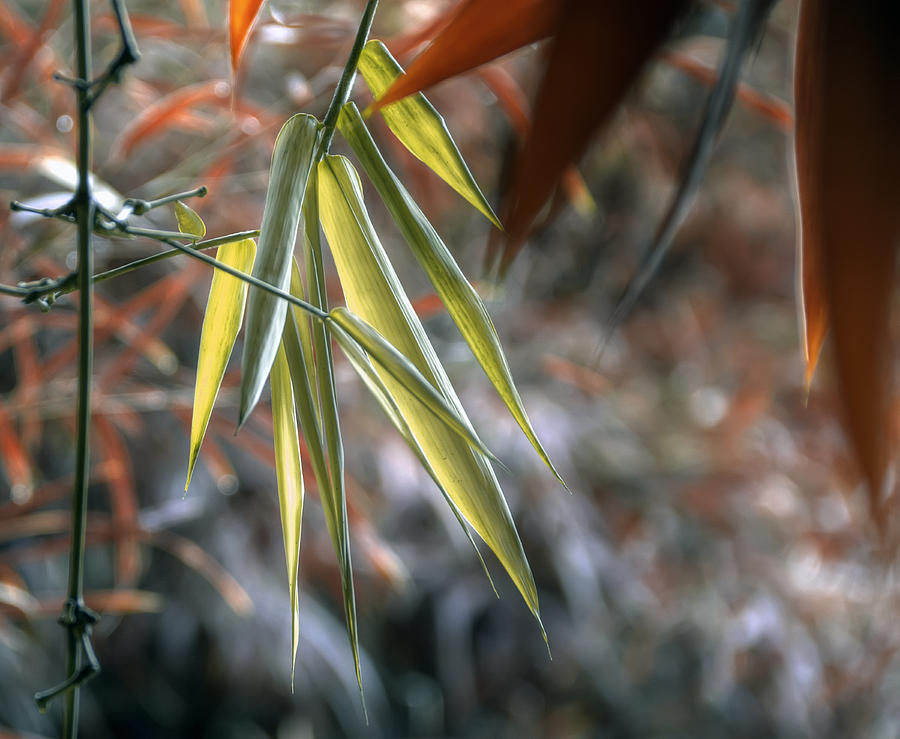 Nature Photograph - Bamboo Leaves by Wayne Sherriff