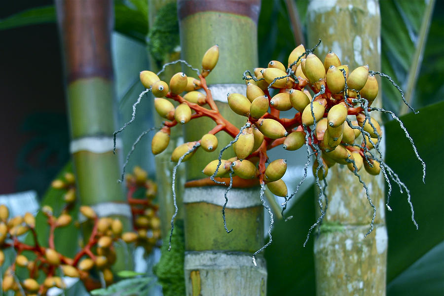 Bamboo with Berries #1 Photograph by Venetia Featherstone-Witty