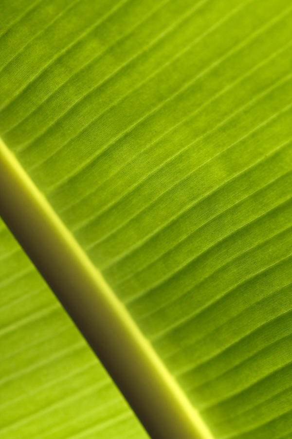 Nature Photograph - Banana Leaf #1 by Maria Heyens