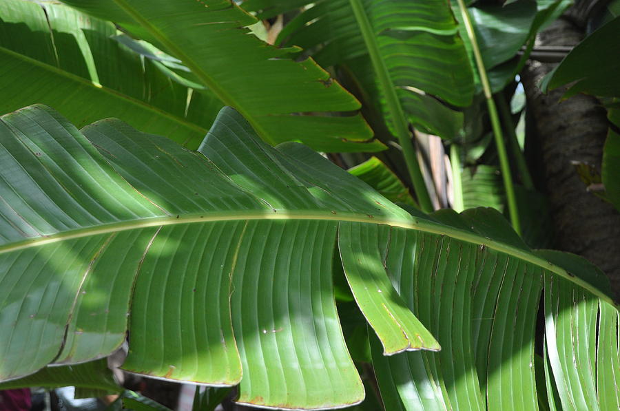 Vegetation Photograph - Banana leaves #1 by Janis Palma