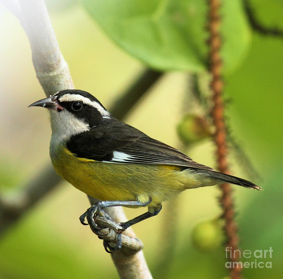 Bananaquit On A Perch #1 Photograph by Adam Jewell