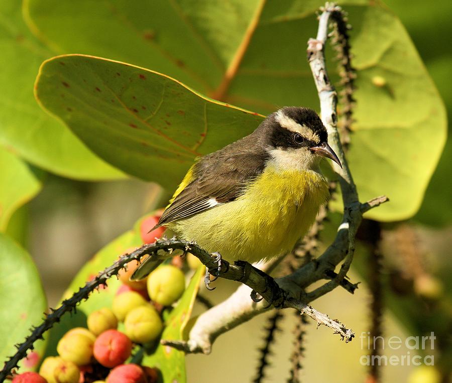Bananaquit With Berries #1 Photograph by Adam Jewell