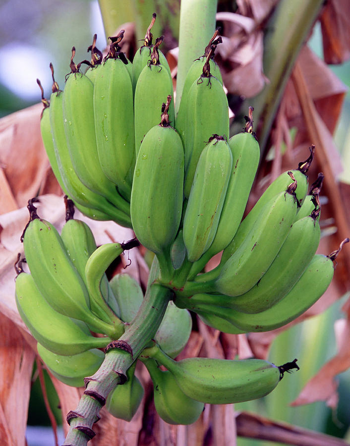 Bananas Growing On Stalk Photograph by Millard H. Sharp Pixels