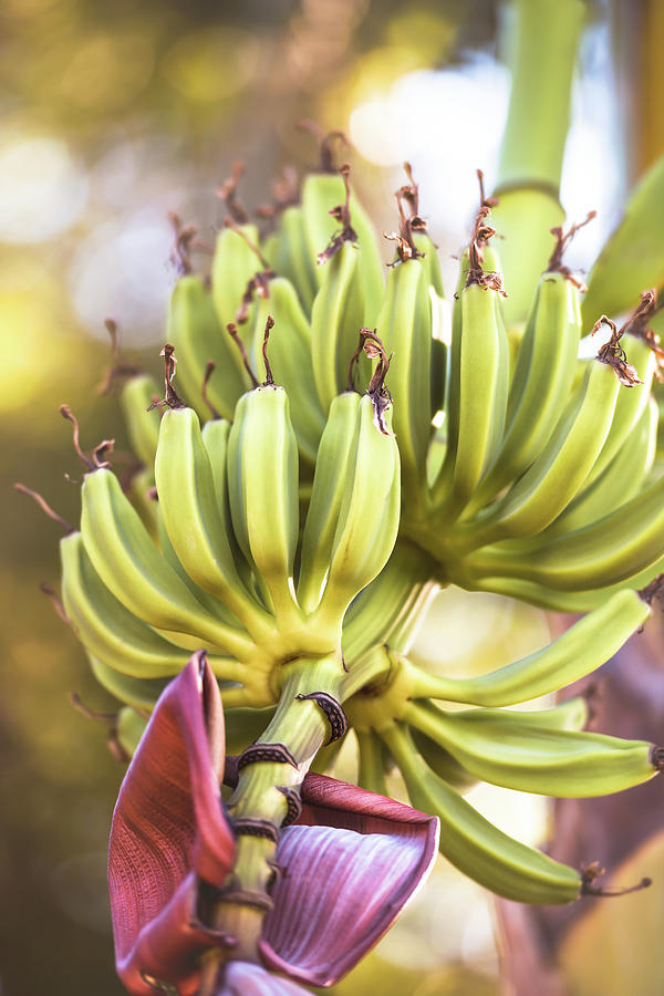 Bananas Growing On Tree Photograph by Ktsdesign/science Photo Library