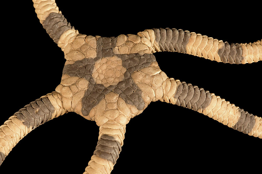 Banded Brittle Star #1 Photograph by Natural History Museum, London