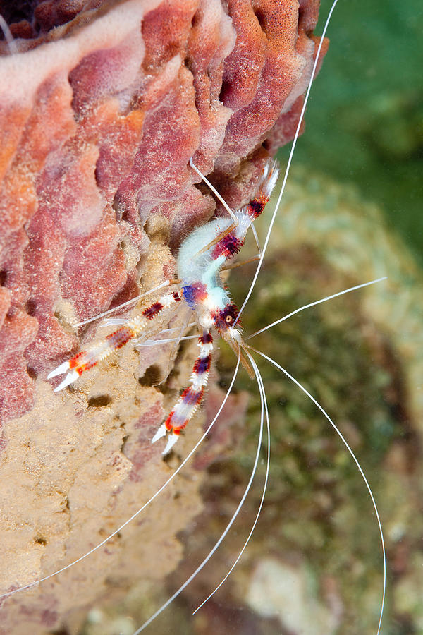 Banded Coral Shrimp #1 Photograph by Andrew J. Martinez