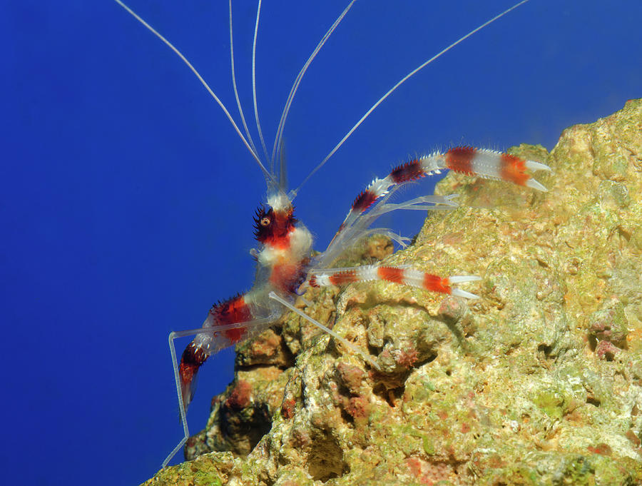 Banded Coral Shrimp #1 Photograph by Nigel Downer