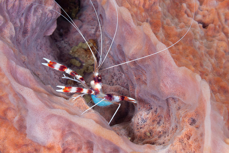 Banded Coral Shrimp With Eggs #1 Photograph by Andrew J. Martinez