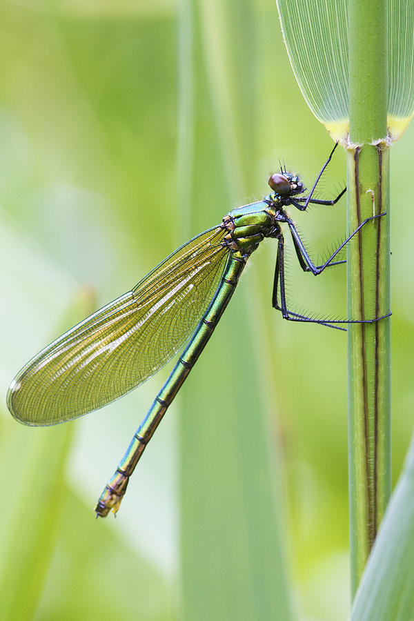 Banded demoiselle   #1 Photograph by Chris Smith
