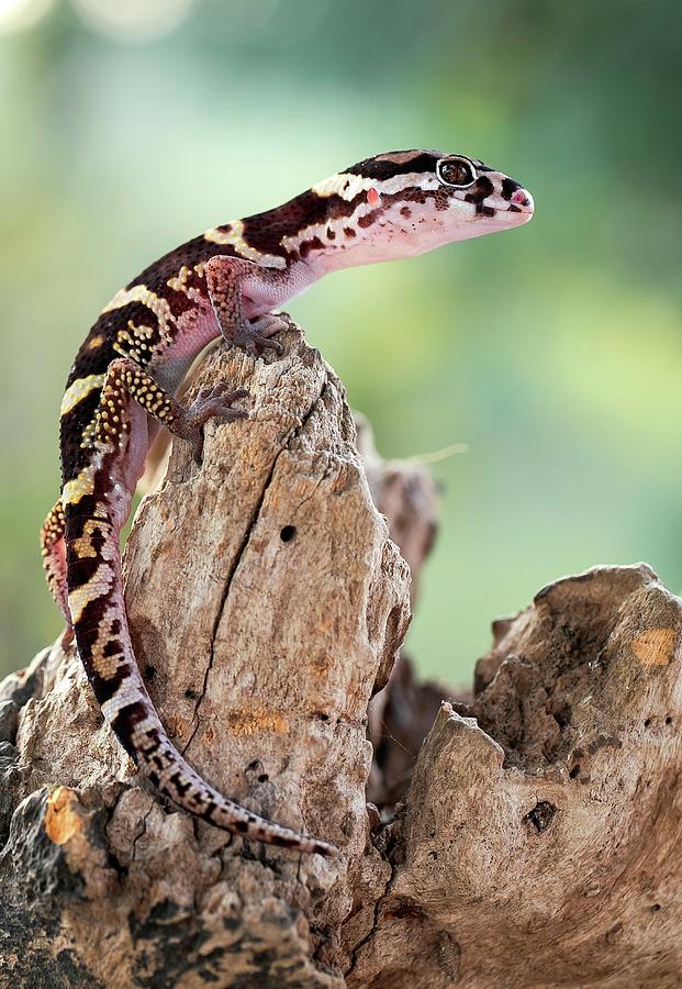 Banded Gecko #1 Photograph by Nicolas Reusens