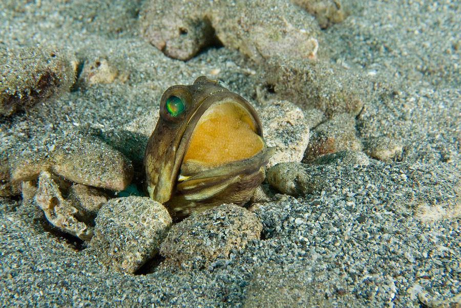 Banded Jawfish Incubating Eggs In Mouth #1 Photograph by Andrew J. Martinez