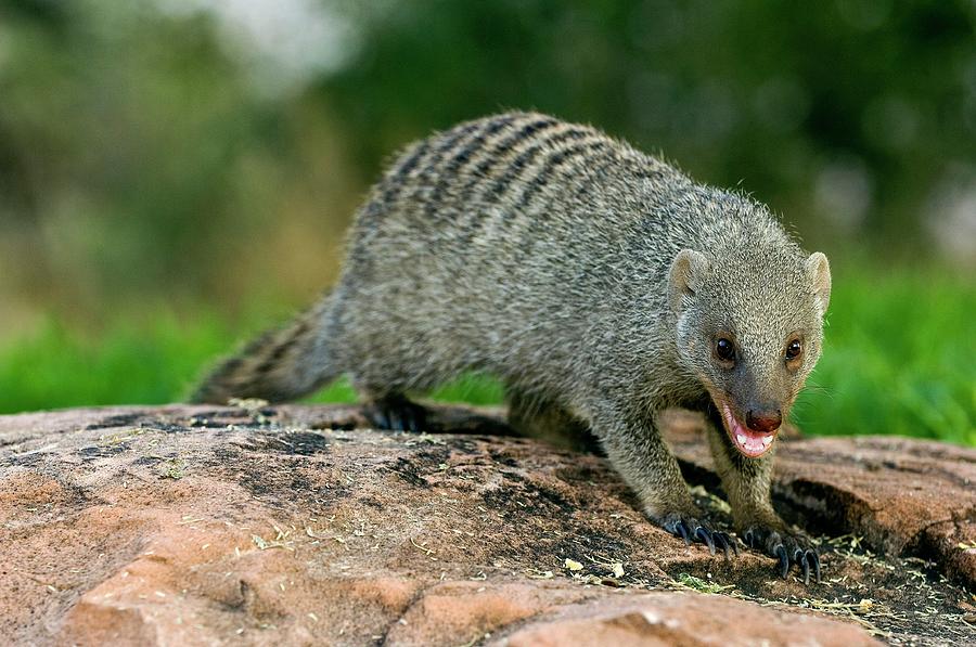 Banded Mongoose #1 Photograph by Tony Camacho/science Photo Library