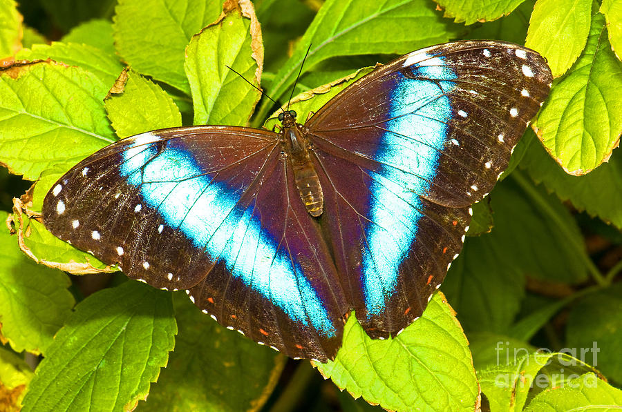 Banded Morpho Butterfly #1 Photograph by Millard H. Sharp