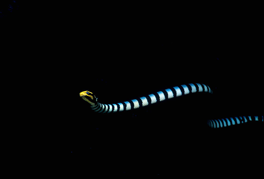 Banded Sea Snake #1 Photograph by Jeff Rotman