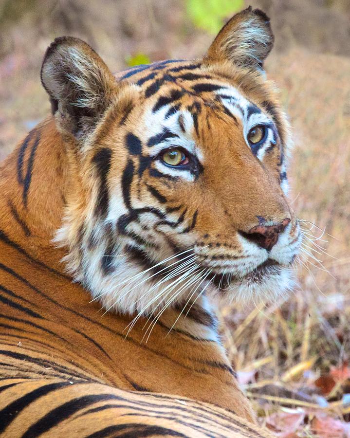 Bandhavgarh Tigeress #1 Photograph by David Beebe