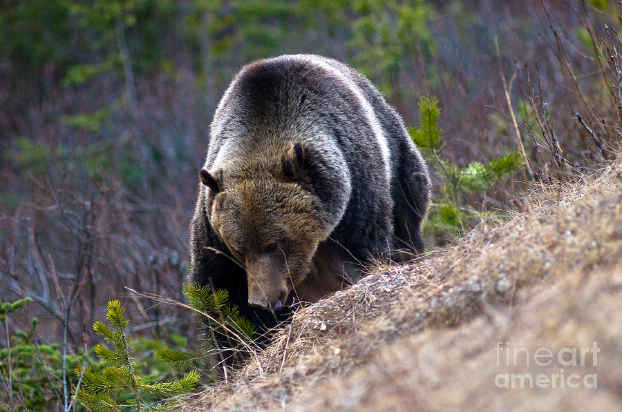 Banff Grizzly Bear 3 Photograph by Terry Elniski
