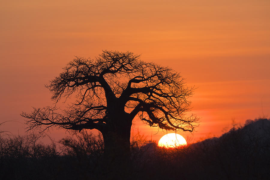 Baobab Tree At Sunset Ruaha Np Tanzania #1 Photograph by Konrad Wothe