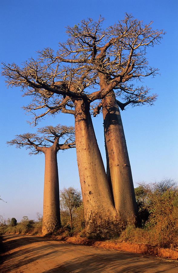 Nature Photograph - Baobab Trees #1 by Tony Camacho/science Photo Library