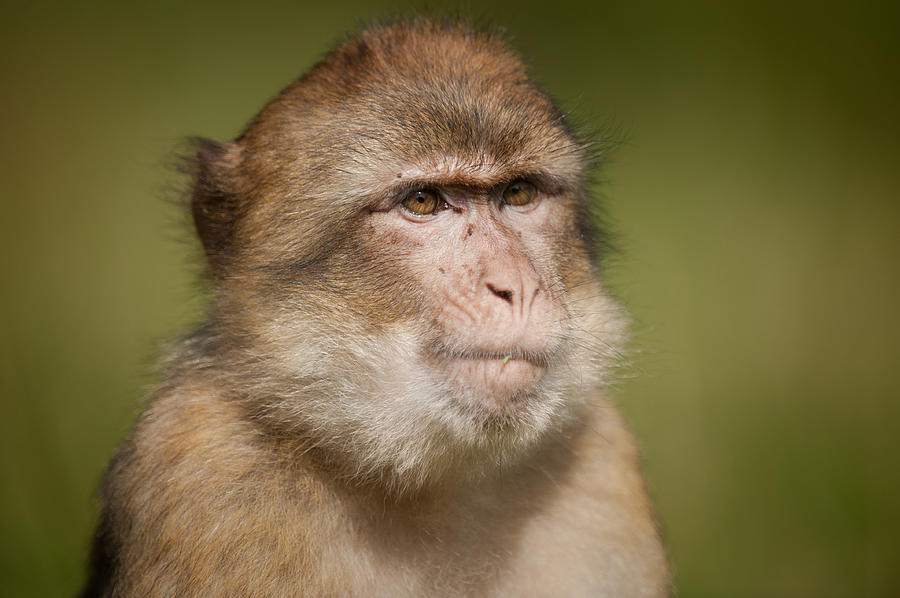 Barbary Macaque #1 Photograph by Andy Astbury