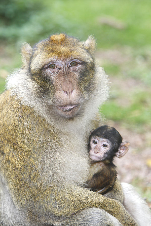 Barbary Macaque With Baby #1 Photograph by M. Watson