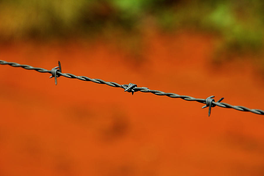 Barbed Wire  #1 Photograph by Douglas Barnard