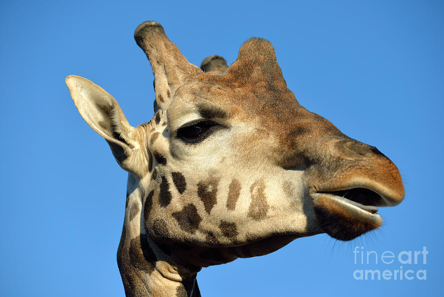 Giraffe Photograph - Baringo Giraffe #2 by George Atsametakis