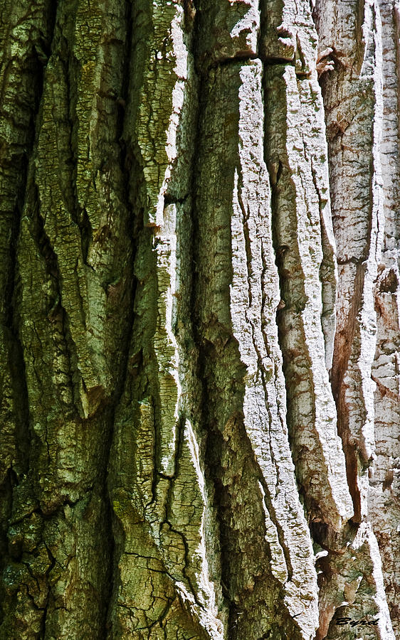 Bark of Elm #1 Photograph by Christopher Byrd