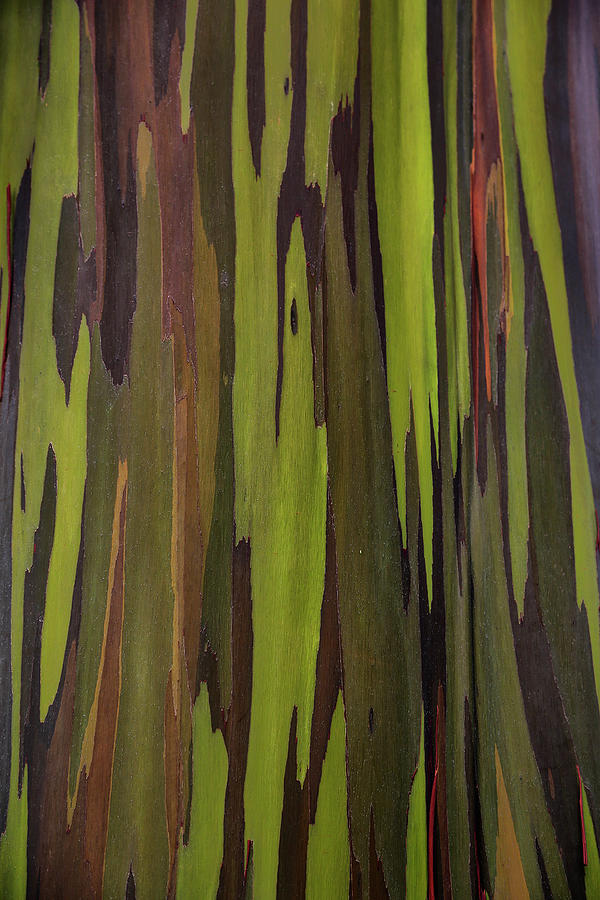Bark Of The Rainbow Eucalyptus #1 Photograph by Scott Mead