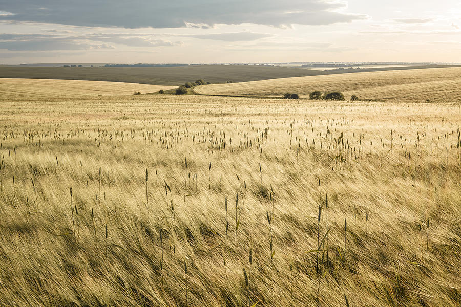 Barley fields #1 Photograph by Misha Kaminsky