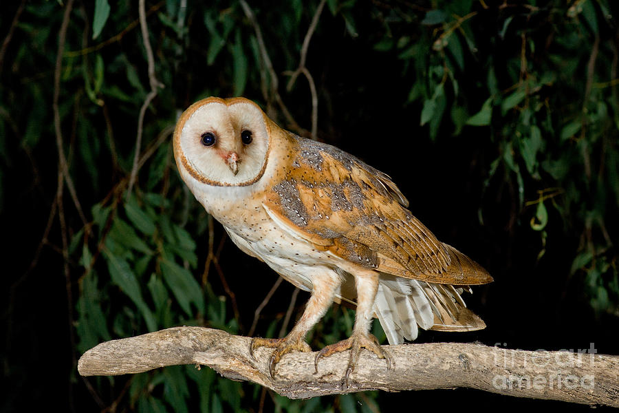 Animal Photograph - Barn Owl #1 by Anthony Mercieca