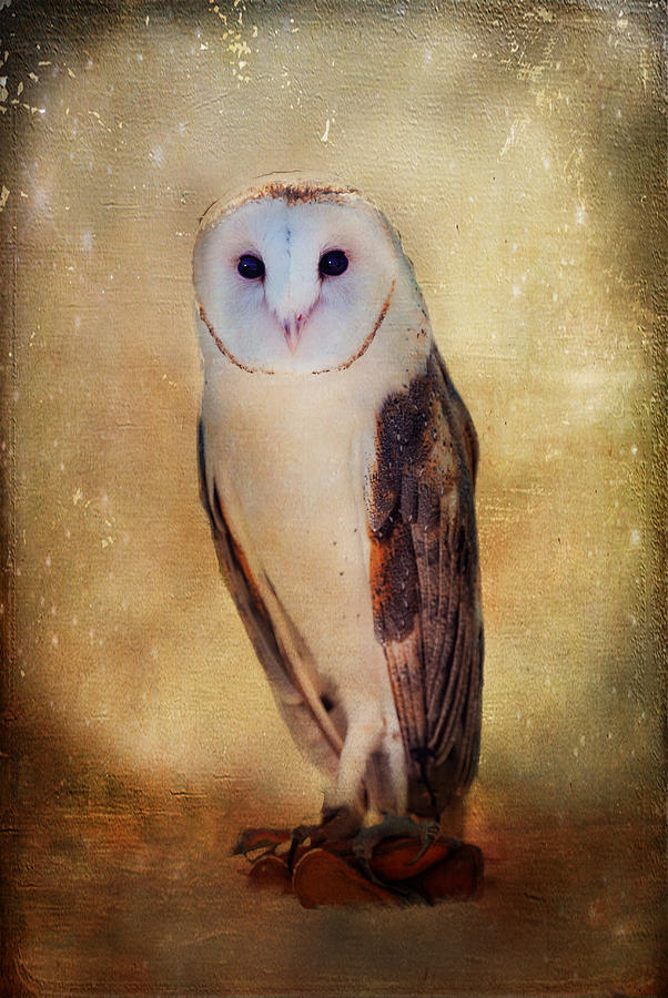 Barn Owl #2 Photograph by Barbara Manis