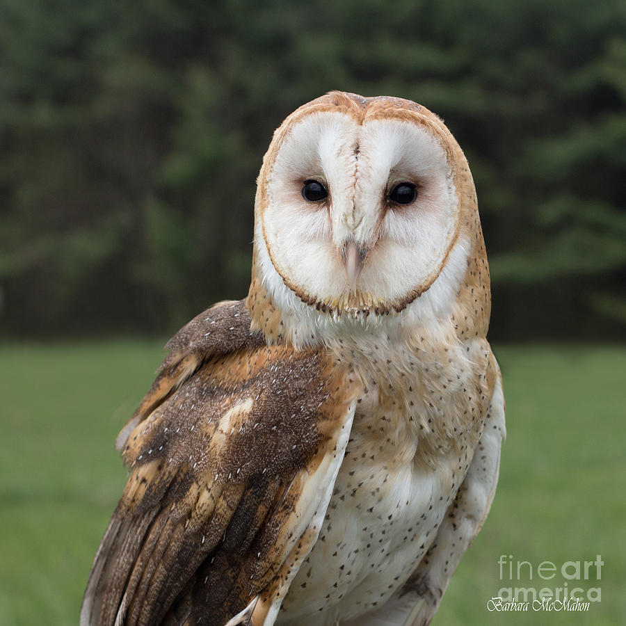 Barn Owl  #1 Photograph by Barbara McMahon