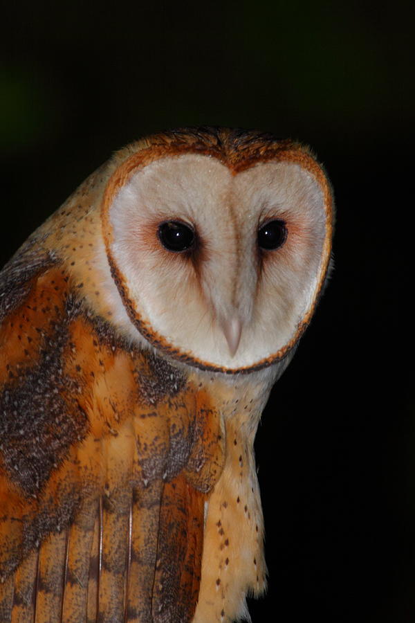 Barn Owl #1 Photograph by Bruce J Robinson